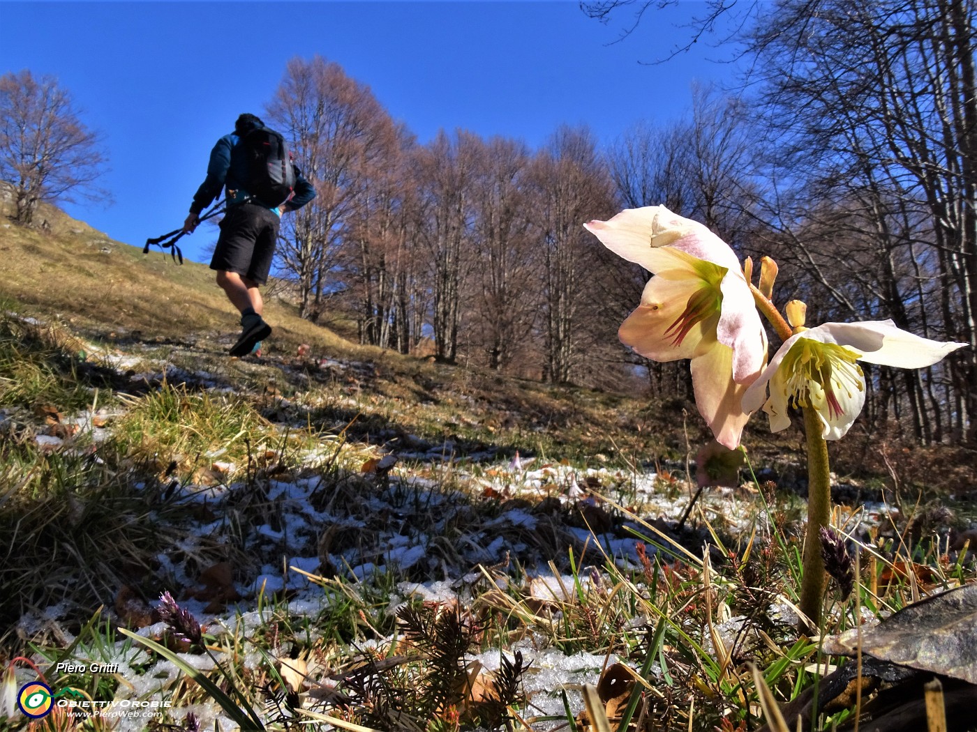 34 Helleborus niger (Elleboro) tra spruzzatina di neve.JPG